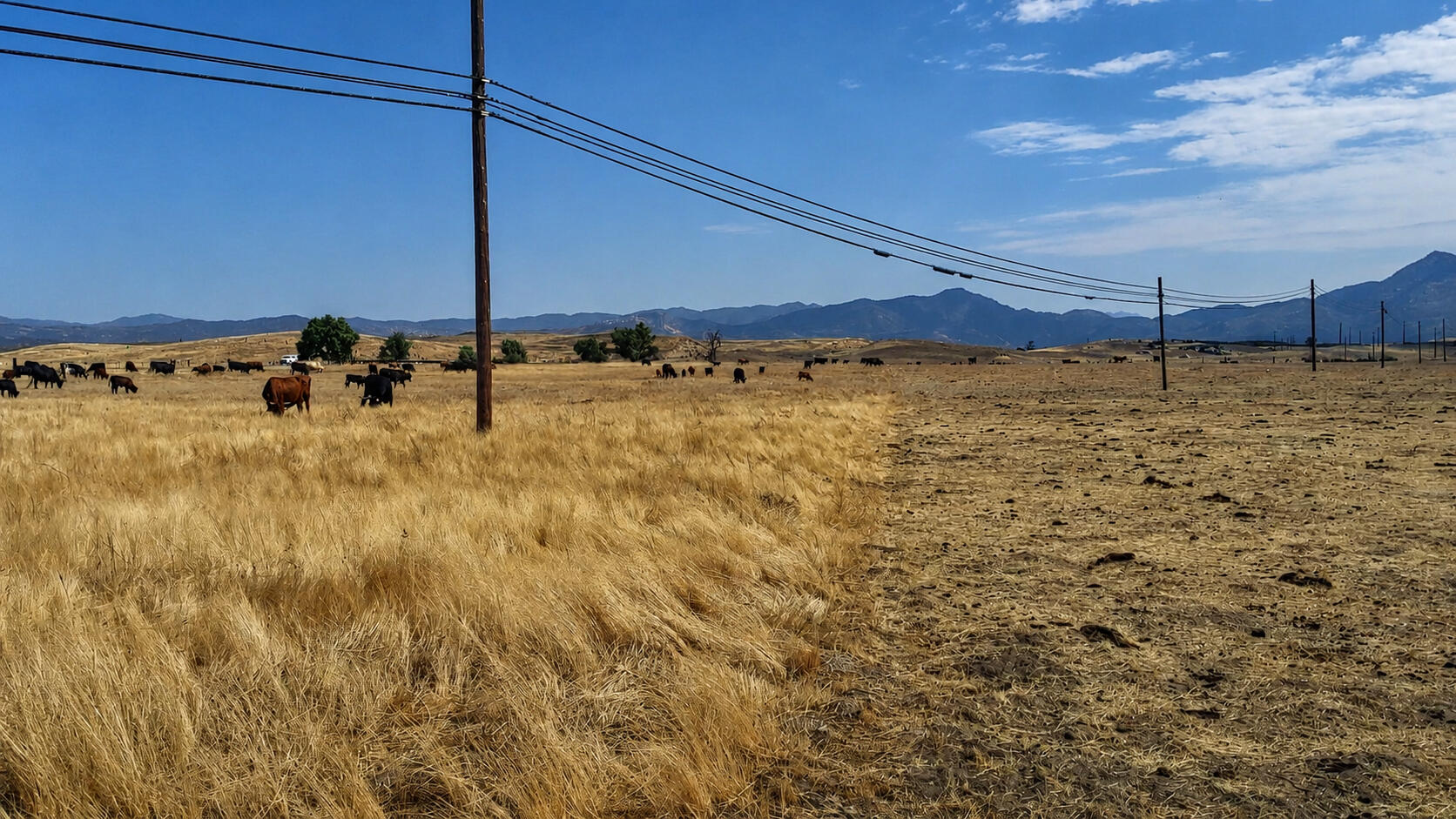 Grazed Fire Break